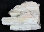 Petrified Wood Limb Chunk - Madagascar #27177-2